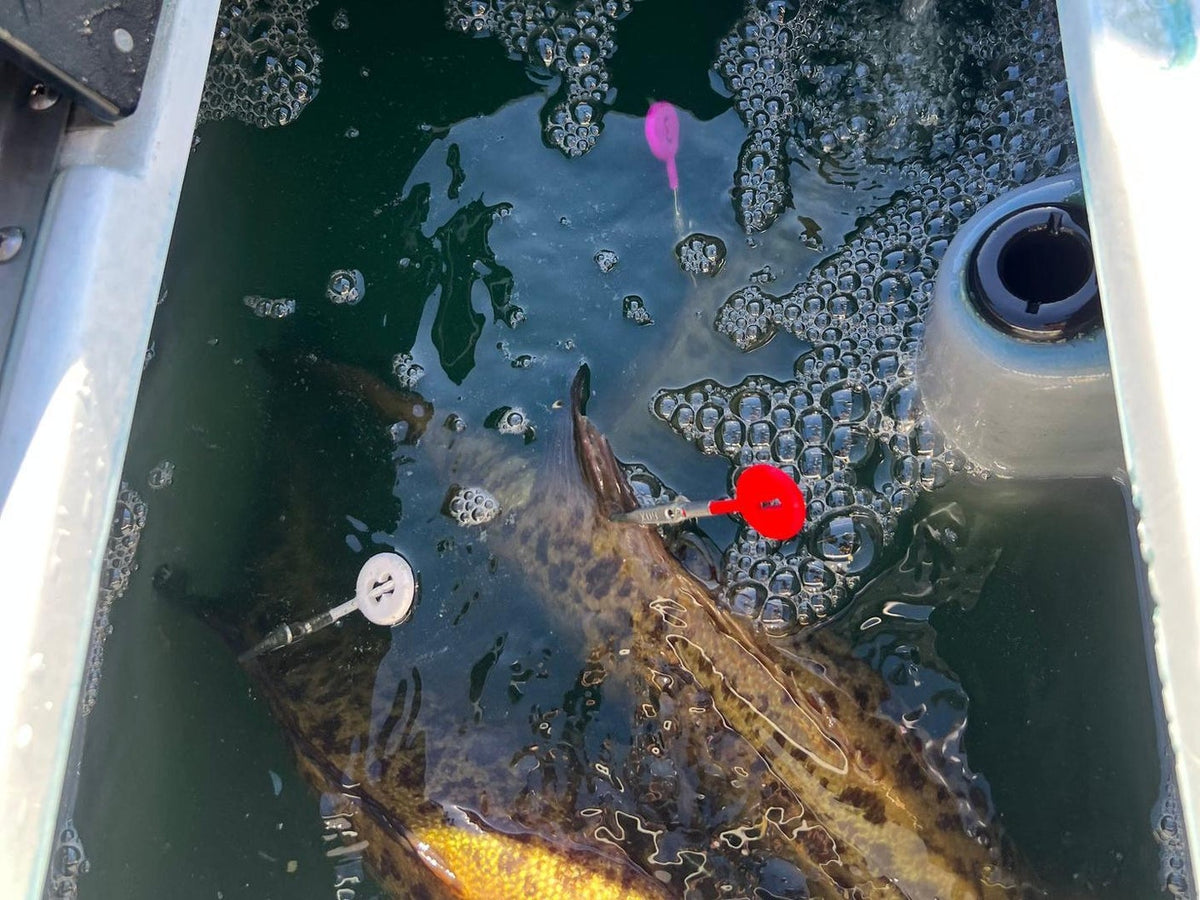 DD26 Fishing Cull ID Tags